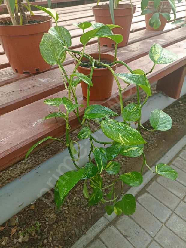 Сциндапсус золотистый