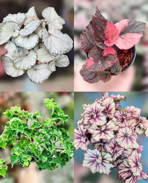 Begonia mix - Бегония декоративно-лиственная микс