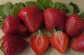 Клубника Сандра