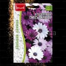 Osteospermum-Smes-Okrasok-0-1g-Red-Sem