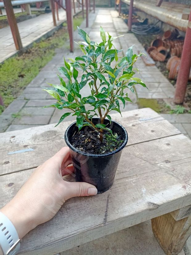 Фикус Бенджамина Пандора "Ficus Benjamina Pandora"