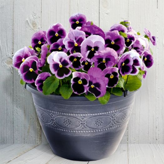 Виола Виттрока (Viola wittrockiana) Inspire DeluXXe Pink Surprise Blotch, 100 семян