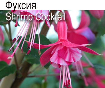 Shrimp Coctail куст