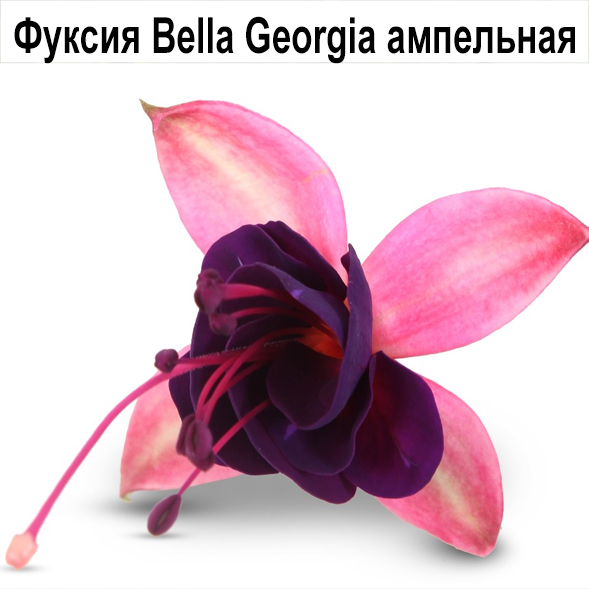 Bella Georgia куст