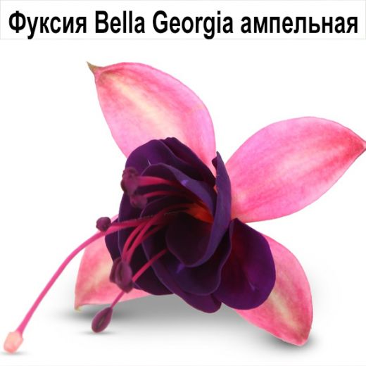 Bella Georgia куст