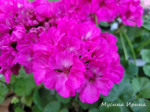 Шёлк Призрачный Город № 2463