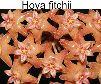 Хойя Fitchii