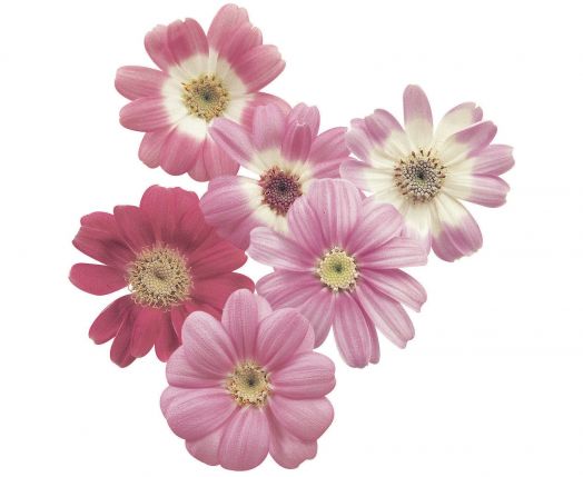 Цинерария гибридная (Cineraria cruentus) Star Wars Pink Shades, 10 семян
