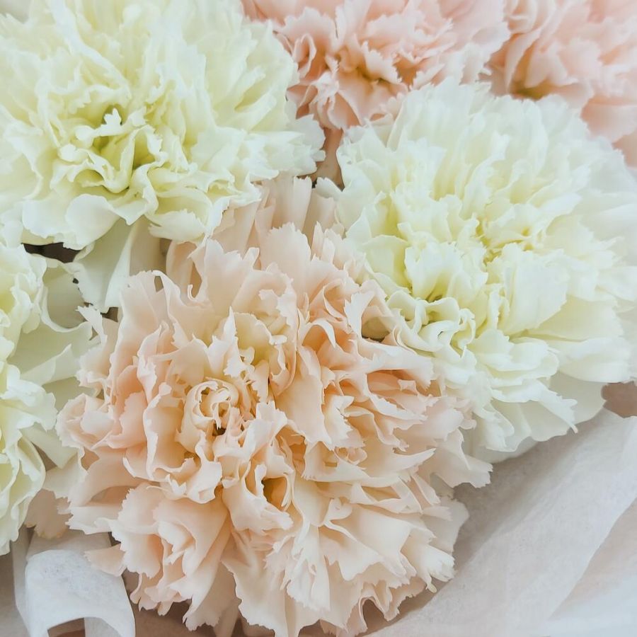 Нежные гвоздики (диантусы)