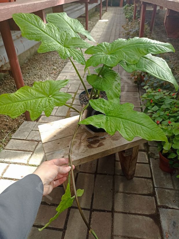 Сингониум Австралия