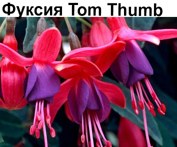 Фуксия Tom Thumb