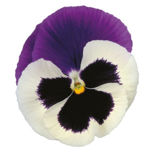Виола виттрока (Viola wittrockiana) Premier Blue & White Shades, 100 семян