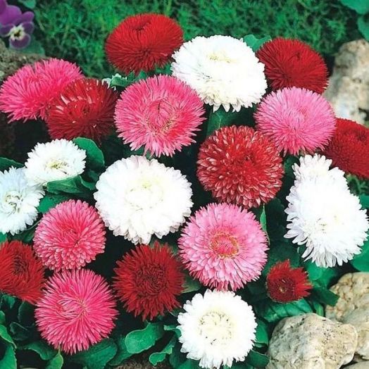 Маргаритка многолетняя (Bellis perennis) Roggli Mix, 100 драже