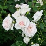 Роза флорибунда Аспирин (Rosa floribunda Aspirin) 1 шт