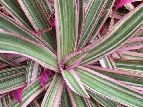 Традесканция Покрывальчатая (Рео)