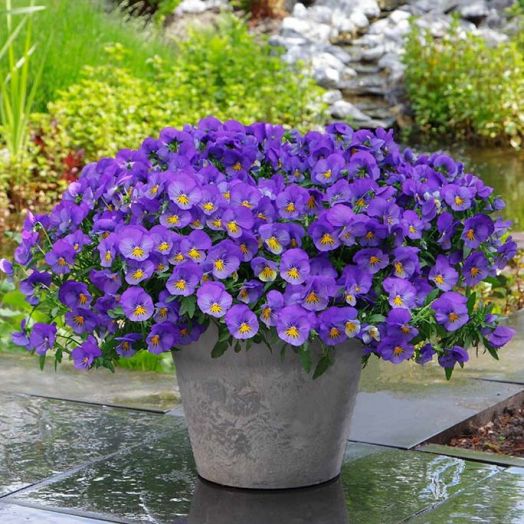 Виола виттрока (Viola wittrockiana) Cool Wave Blue Skies, 10 семян