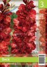 Gladiolus-gofrirovannyj-Omsk-10-12-3-sht