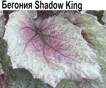 Бегония Shadow`s King