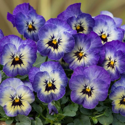 Виола рогатая (Viola cornuta) Sorbet Neptune, 100 семян