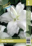 Лилия Лотус Бьюти (LOTUS BEAUTY), 1 шт, 12/14, Восточные гибриды махровые