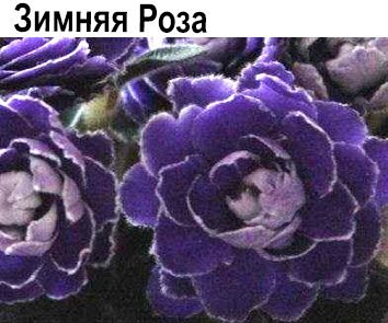 Зимняя Роза