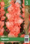 Gladiolus-Harkov-gofrirovannyj-10-12-3-sht