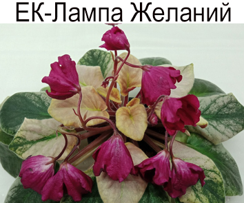 ЕК-Лампа Желаний  НОВИНКА