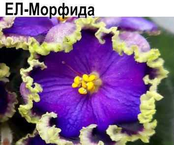 ЕЛ-Морфида  НОВИНКА