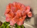 Pippa № 0837