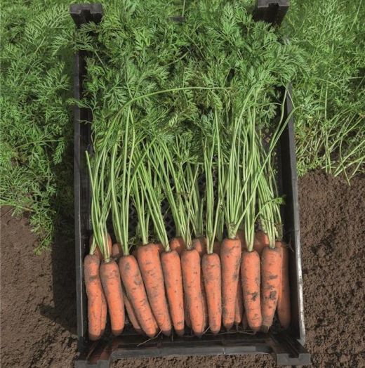 Морковь НАРБОННЕ F1 (фракция 1,8-2,0мм), 10.000 семян