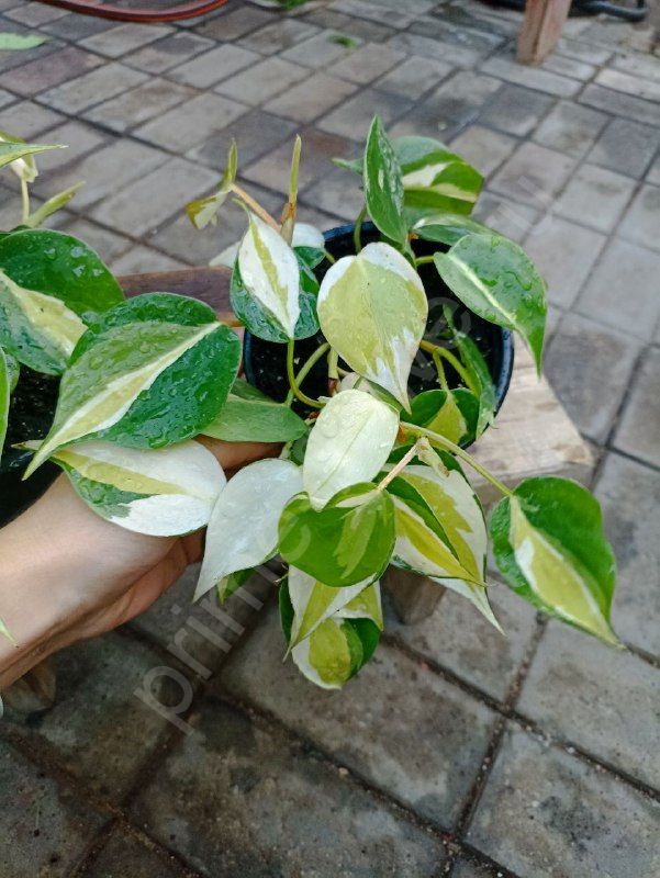 Филодендрон Триколор