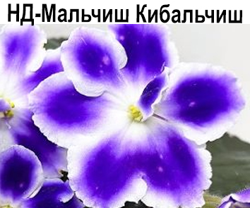 НД-Мальчиш-Кибальчиш  НОВИНКА