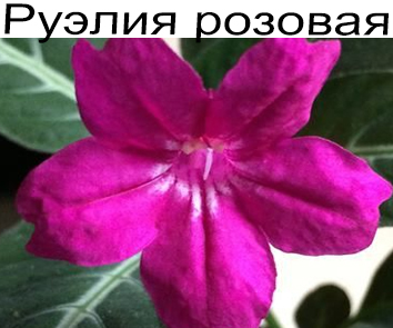 Руэлия розовая