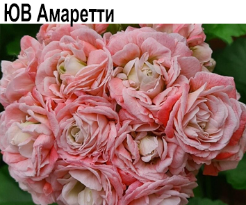 Пеларгония розебудная ЮВ-Амаретти