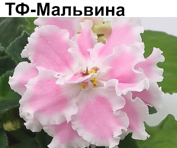 ТФ-Мальвина (Фурлетова)  НОВИНКА