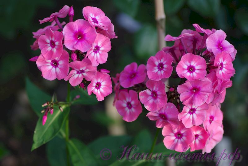 Флокс 'Лариса' / Phlox 'Larisa'