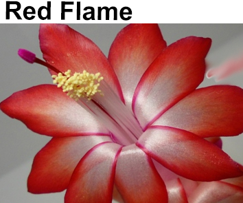 Шлюмбергера Red Flame