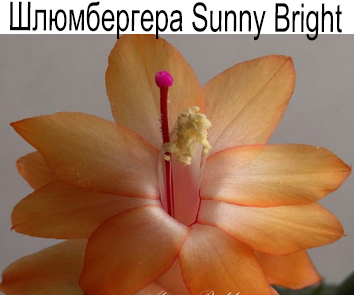 Шлюмбергера Sunny Bright