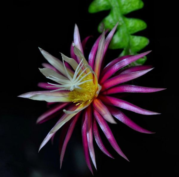 Selenicereus anthonyanus (Селеницереус Антонянус)