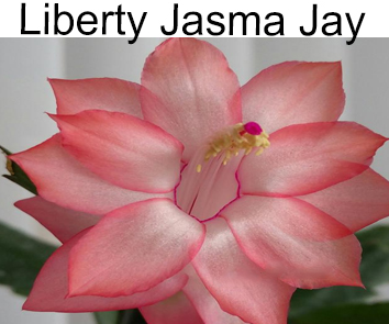 Шлюмбергера Liberty Jasma Jay