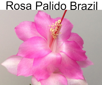 Шлюмбергера Rosa Palido Brazil (Новинка!)