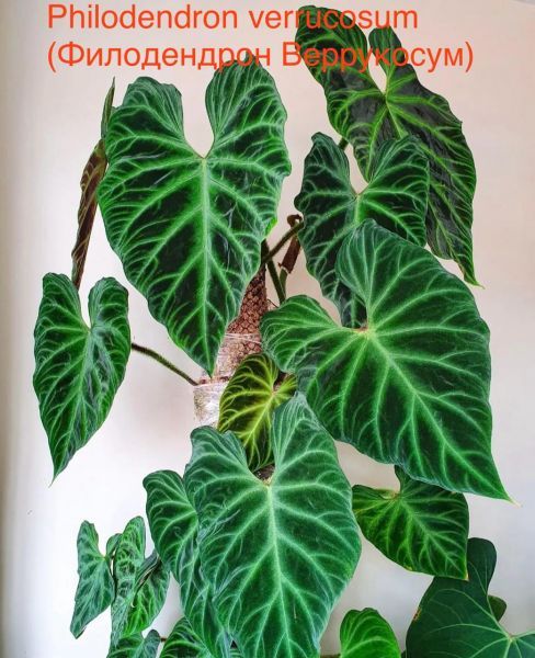 Philodendron verrucosum (Филодендрон Веррукосум)