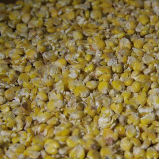 Микронизированная плющеная кукуруза 20 кг. Богатырские корма