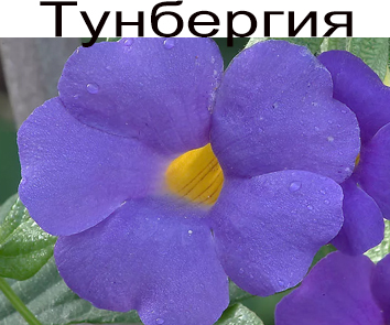 Тунбергия фиолетовая