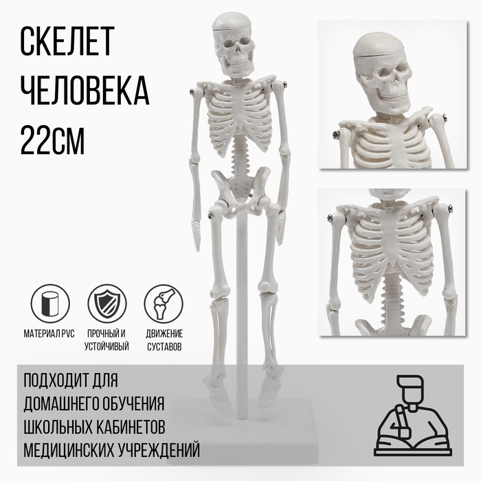 Макет "Скелет взрослого человека" в полный рост, для изучения анатомии, 22 см