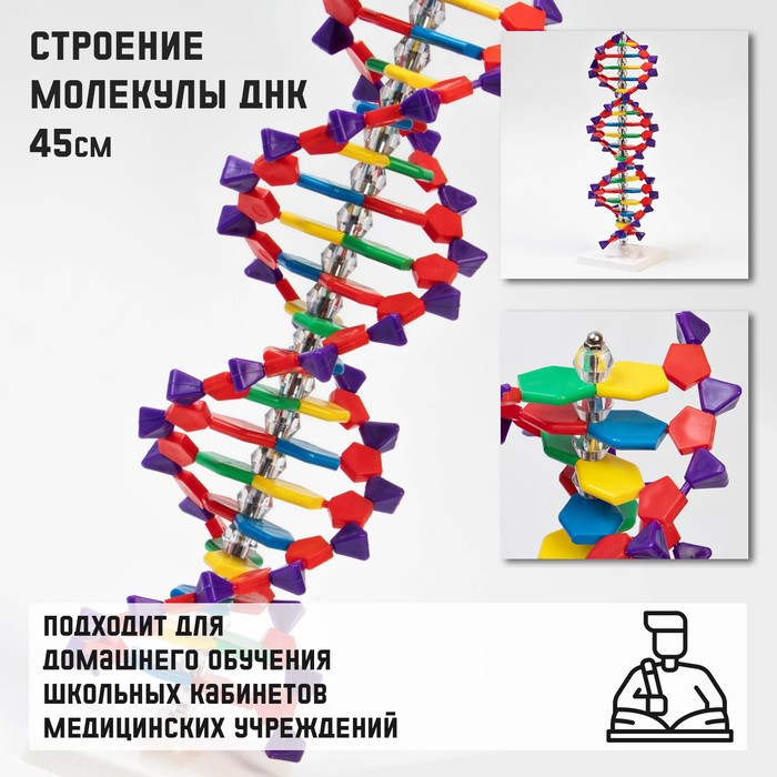 Макет "Строение молекулы ДНК", 45см