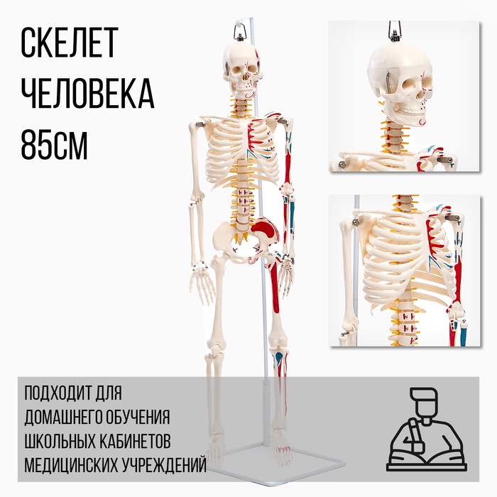 Макет "Скелет взрослого человека" в полный рост, для изучения анатомии, 85 см