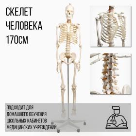 Макет "Скелет взрослого человека" в полный рост, для изучения анатомии, 170 см