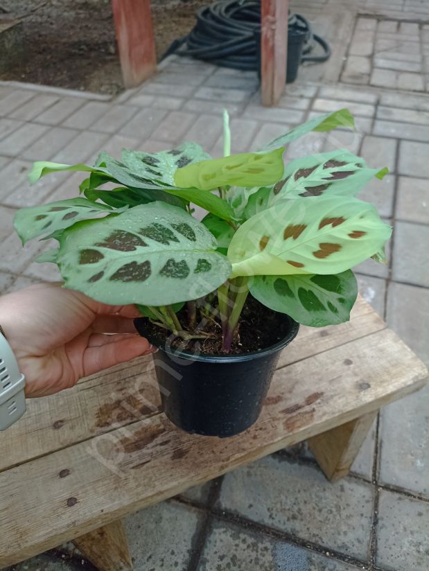 Маранта Керховена