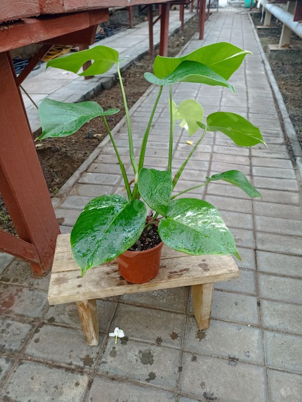 Монстера Мраморная